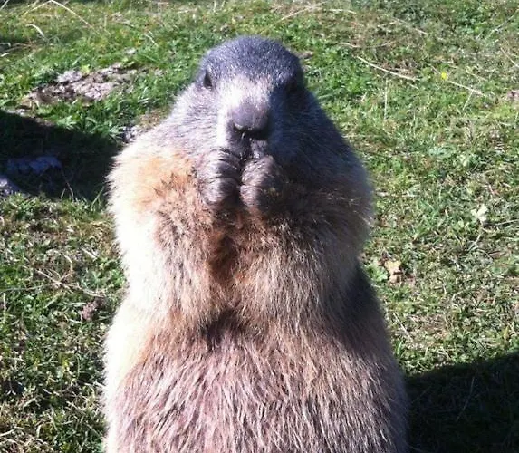 Landl هاوس إم إنيستال